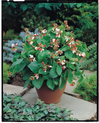 Picture of Runner Bean Hestia